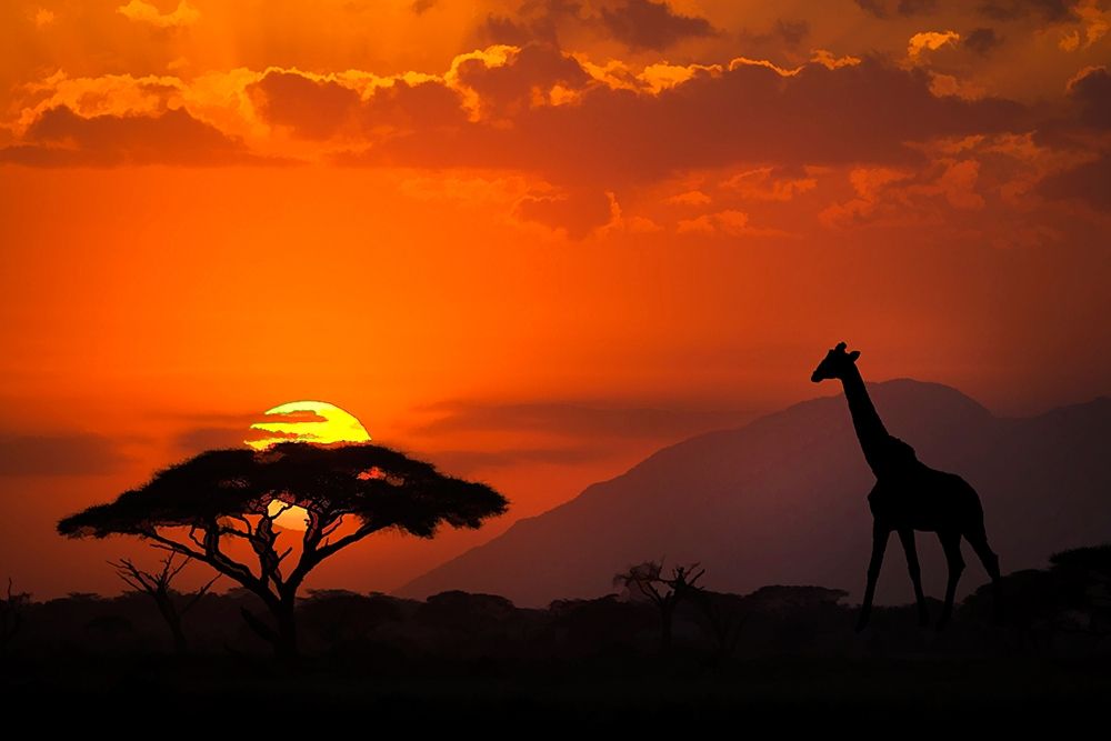 Kenya-Amboseli National Park Abstract sunset with giraffe and acacia tree silhouettes art print by Jaynes Gallery for $57.95 CAD